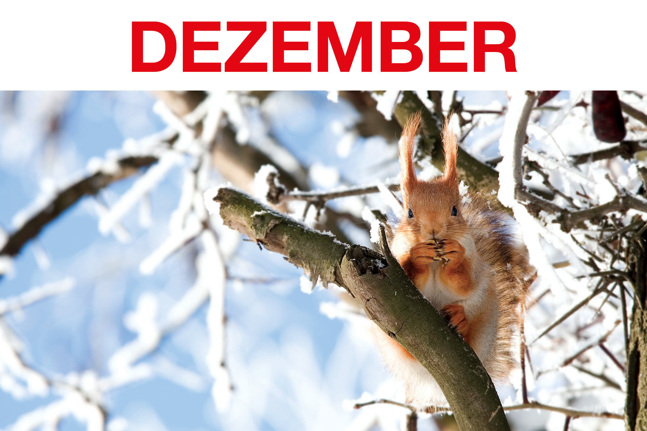 ASB 2024 Kalenderblatt 2500pxX1500px_Dezember_klein.png