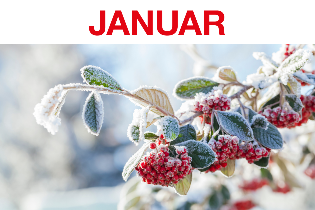 Januar_1.png